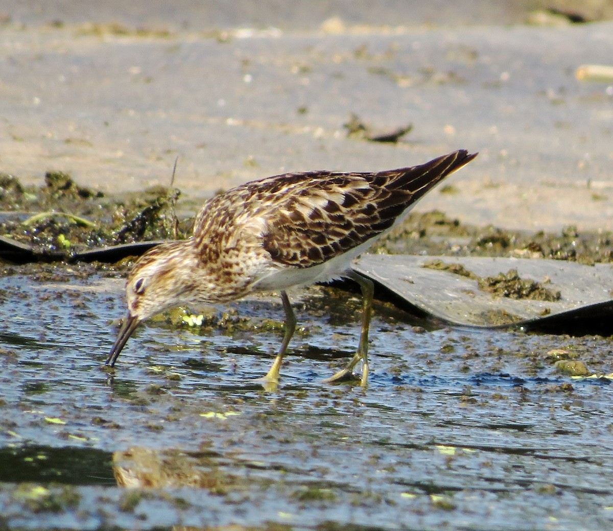 Least Sandpiper - ML602507601