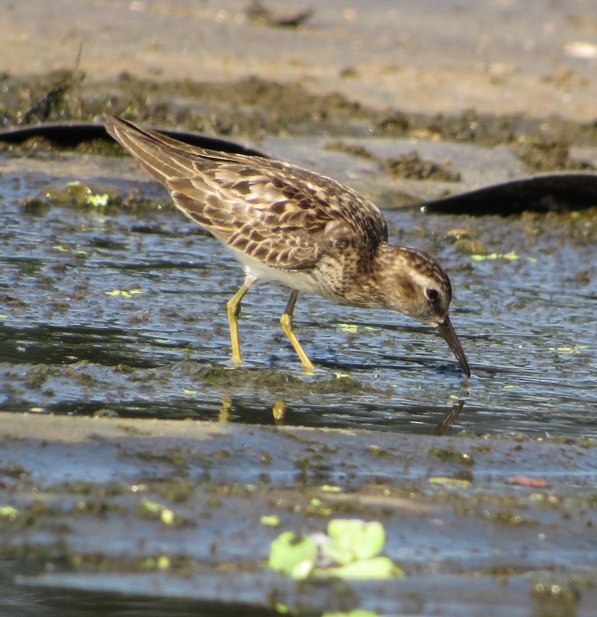 Least Sandpiper - ML602507611