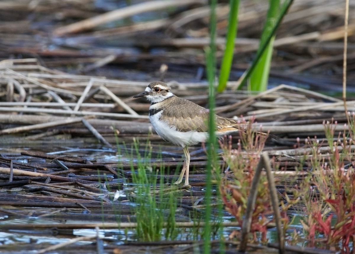 Killdeer - ML602509341