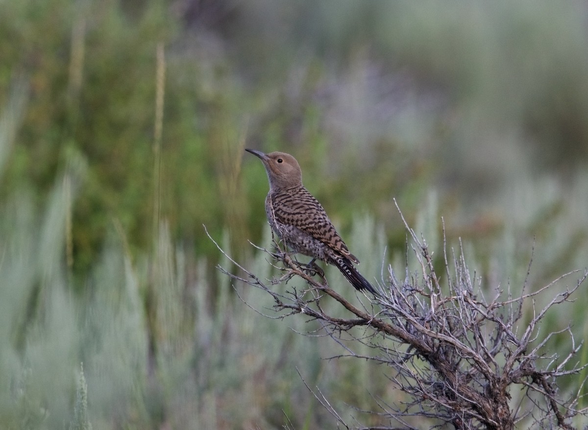 Northern Flicker (Red-shafted) - ML602509411