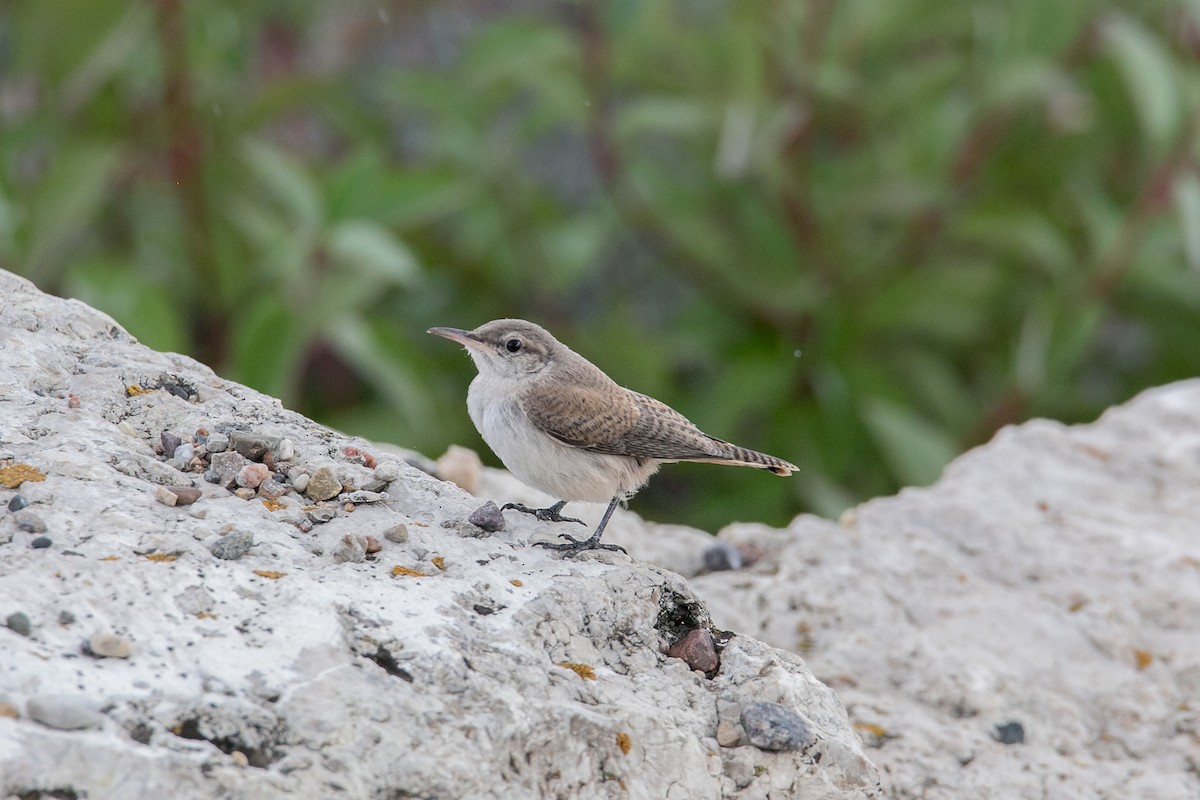 Rock Wren - ML602509481