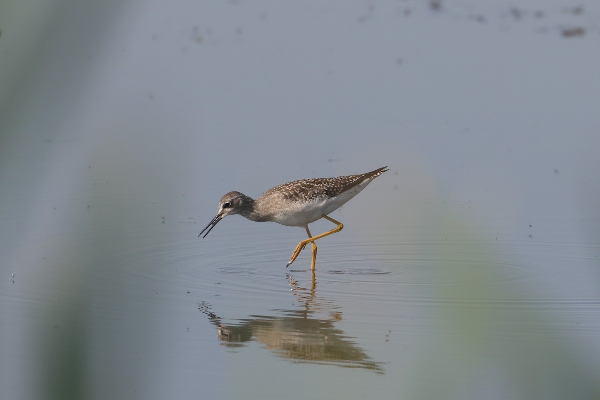 Lesser Yellowlegs - ML602509501