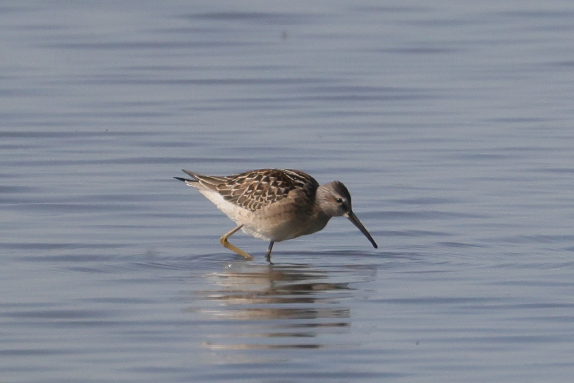 Stilt Sandpiper - ML602509541