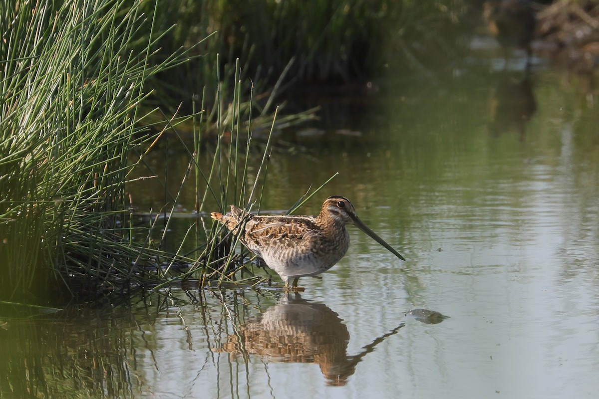 Wilson's Snipe - ML602509591