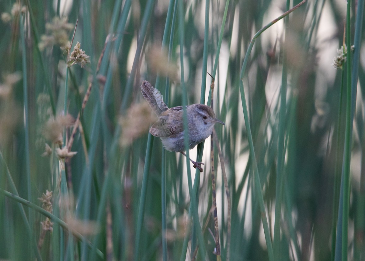 Marsh Wren - ML602509631