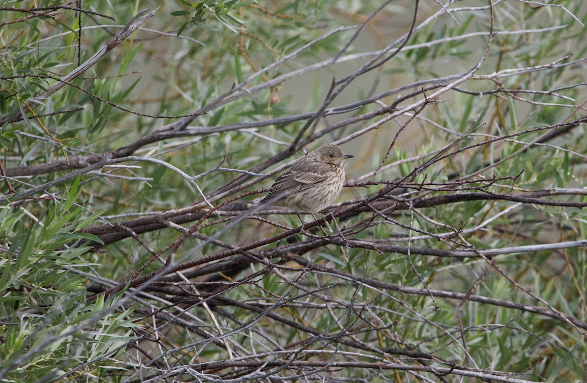 Sage Thrasher - ML602509711