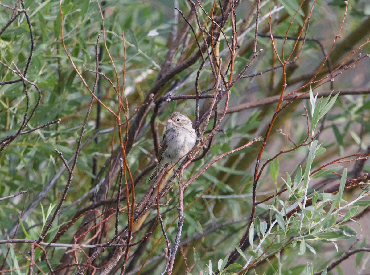 Brewer's Sparrow - ML602509771