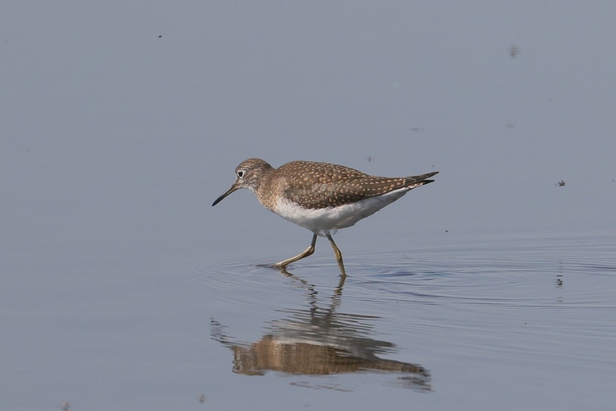 Solitary Sandpiper - ML602509791