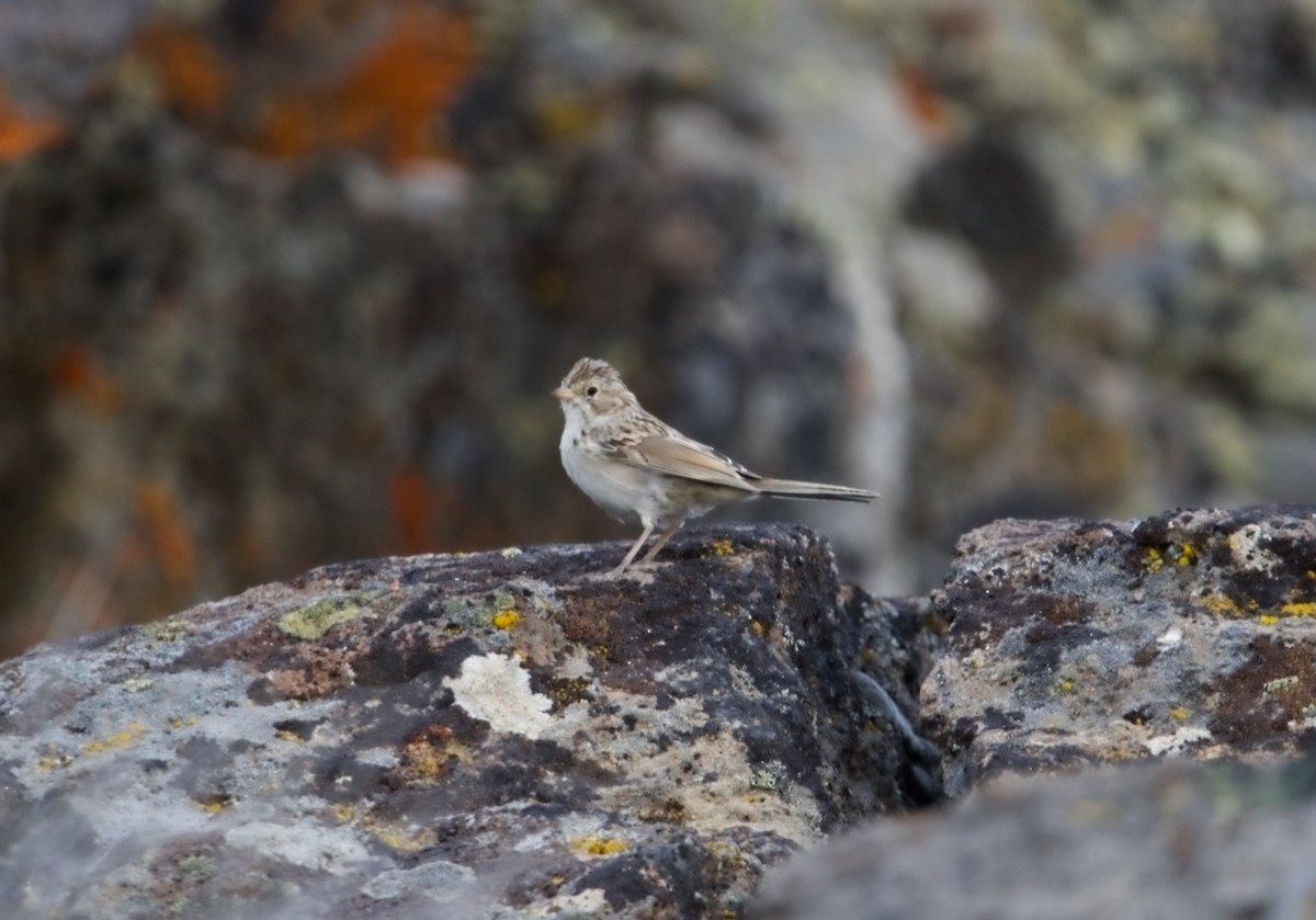 Brewer's Sparrow - ML602509861