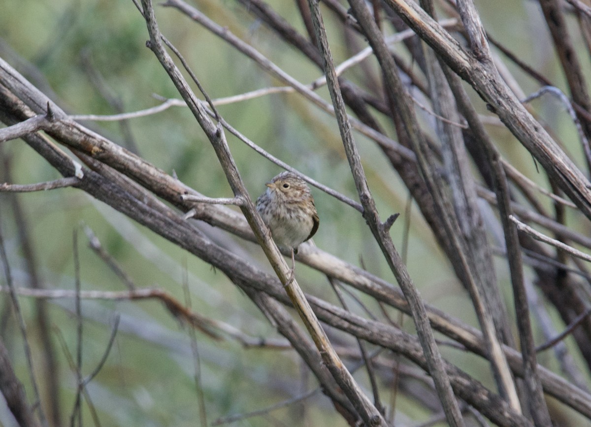 Brewer's Sparrow - ML602509871