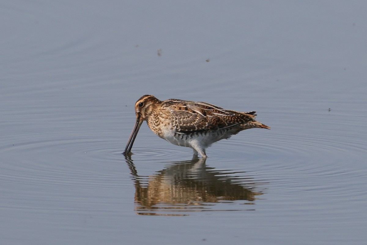 Wilson's Snipe - ML602509881