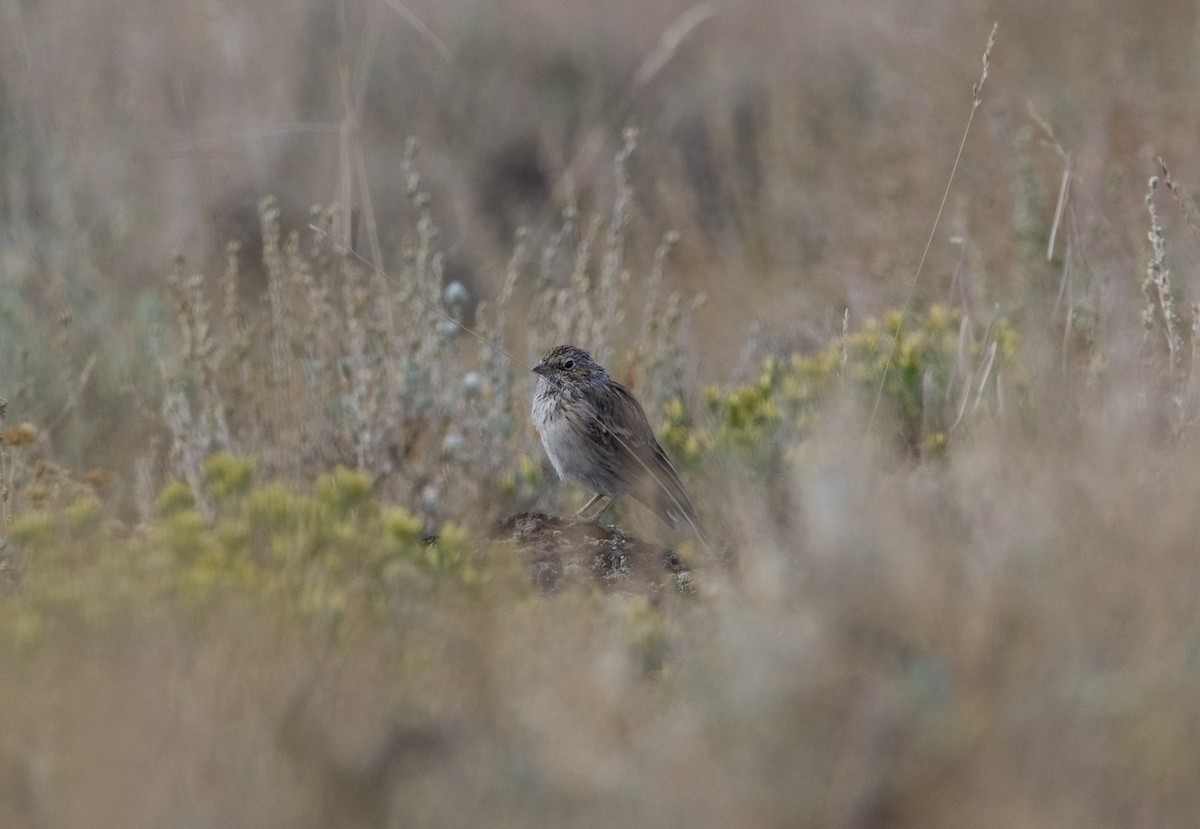 Vesper Sparrow - ML602509921