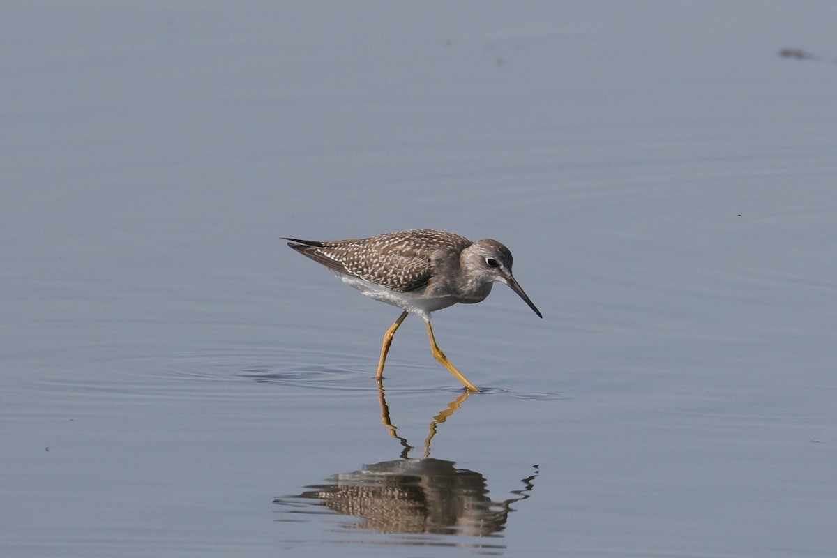 Lesser Yellowlegs - ML602510031