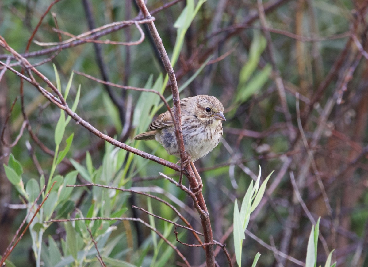 Song Sparrow - ML602510051