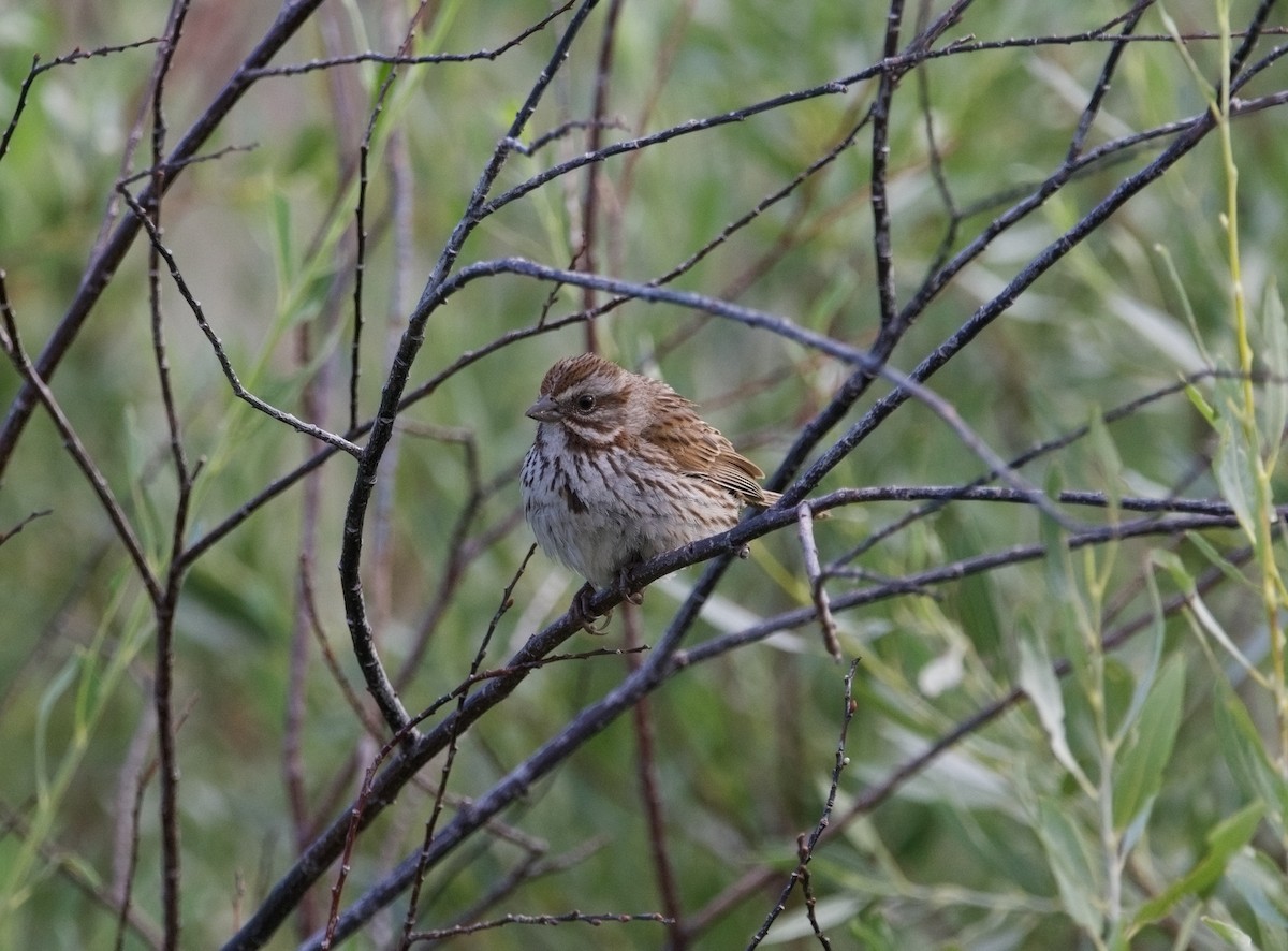 Song Sparrow - ML602510091