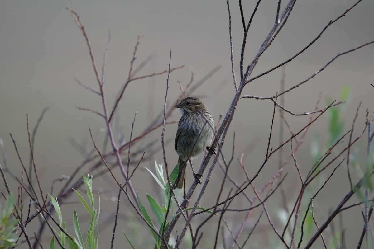 Song Sparrow - ML602510111