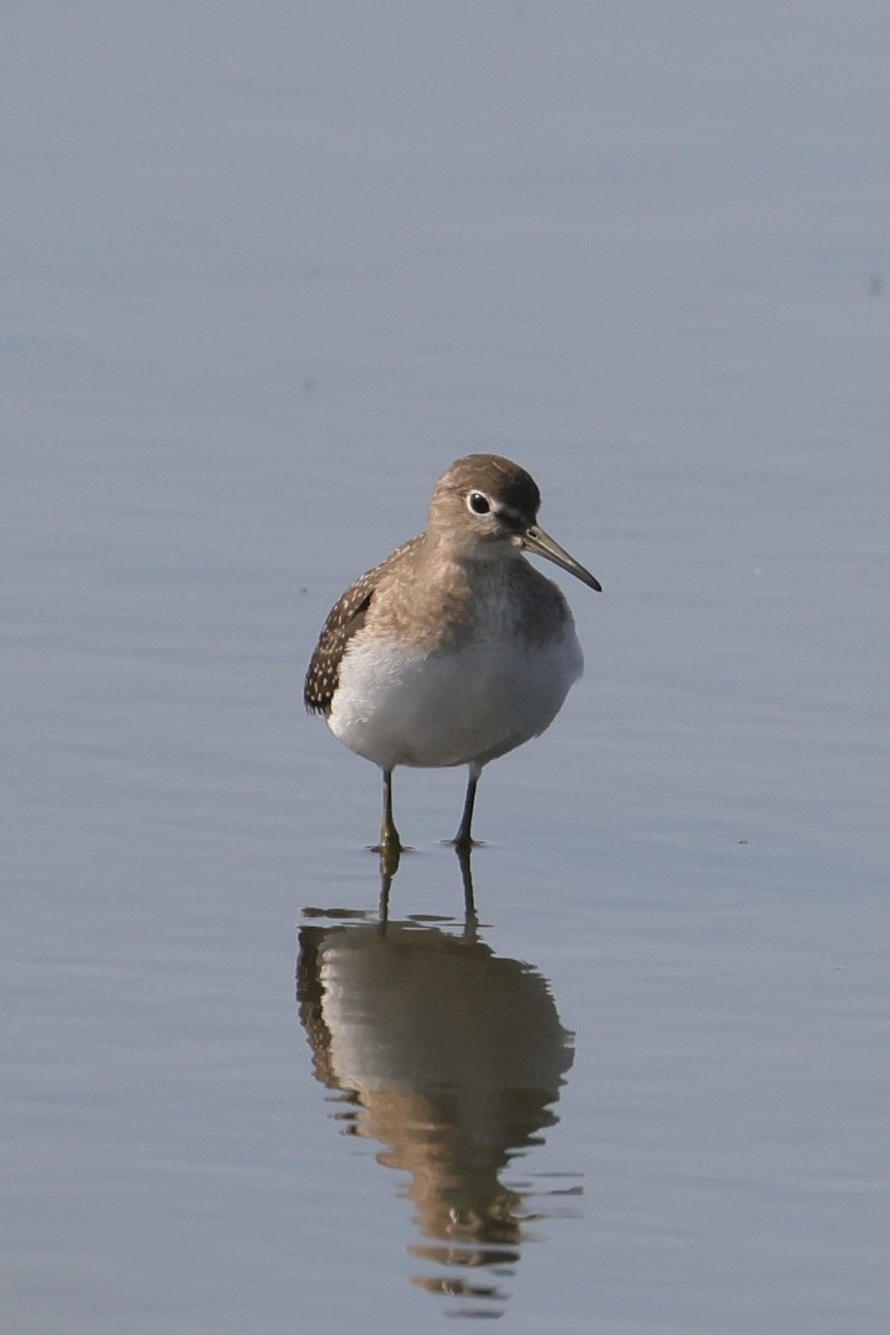 Solitary Sandpiper - ML602510181