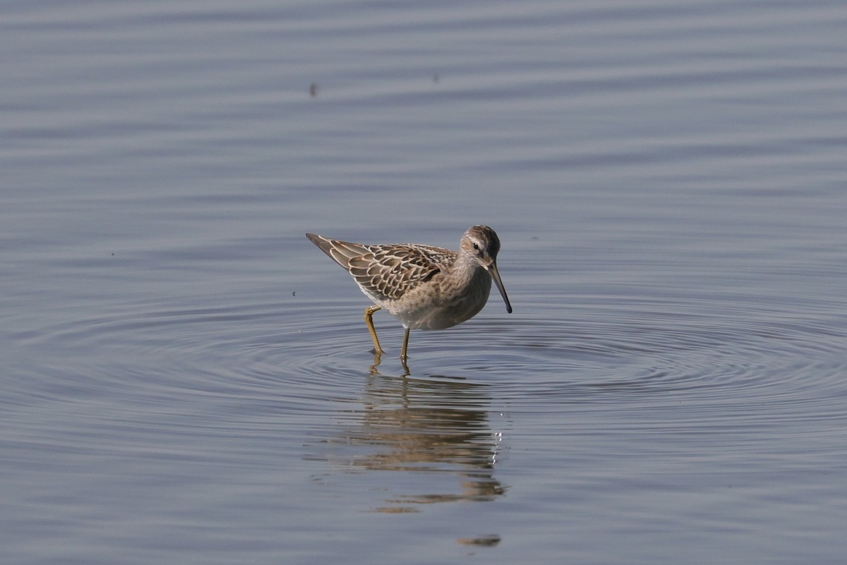 Stilt Sandpiper - Allan Williams