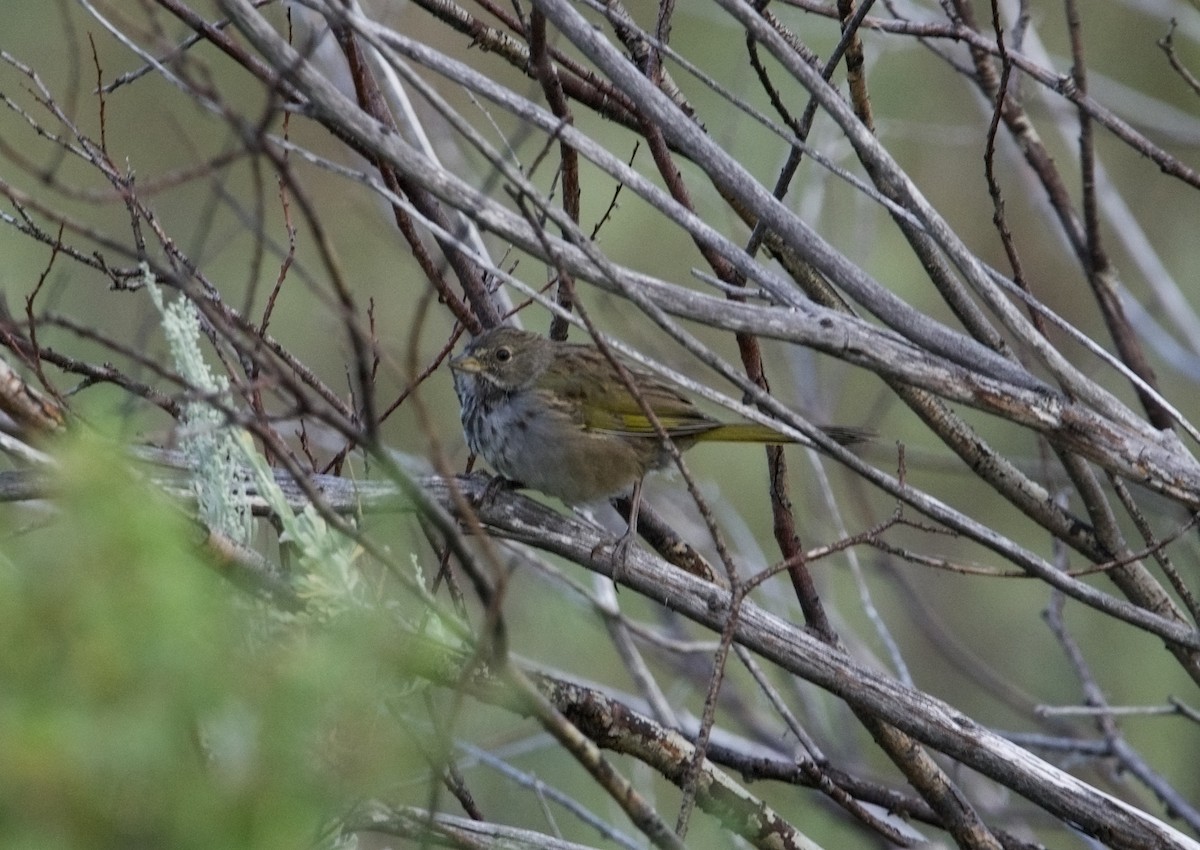 Green-tailed Towhee - ML602510581