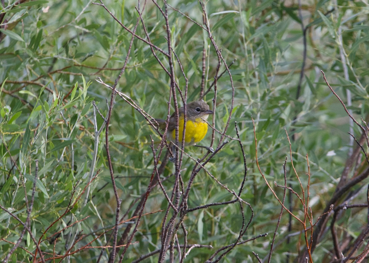 Yellow-breasted Chat - ML602510761