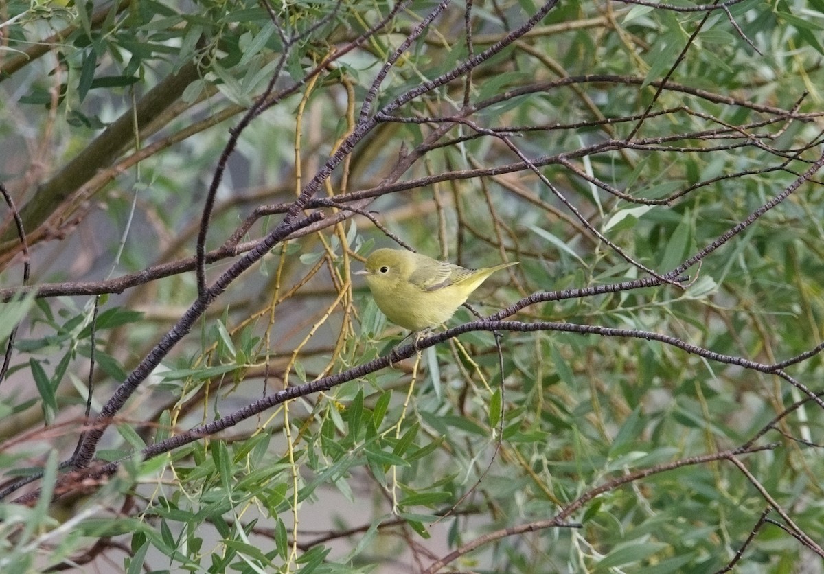 Yellow Warbler - ML602510811