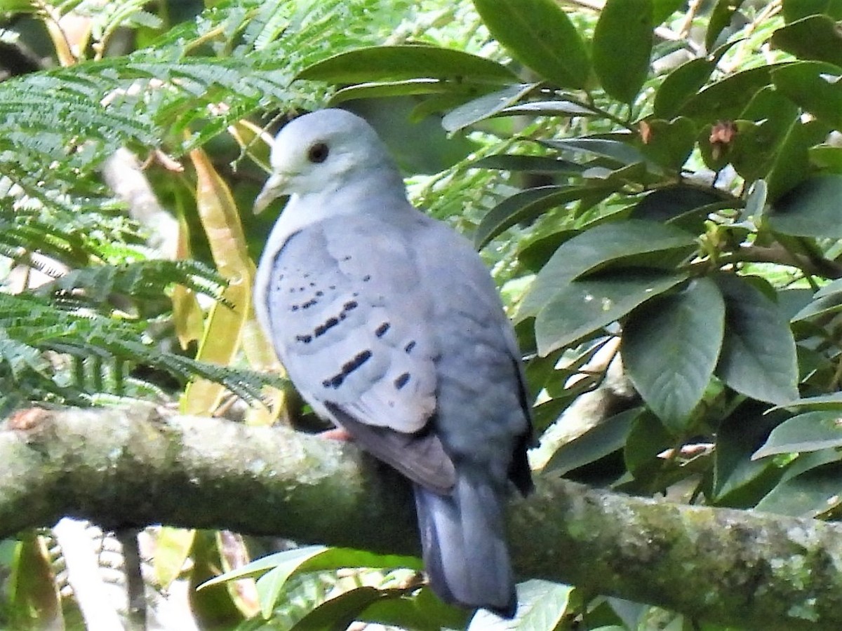 Blue Ground Dove - ML602511021