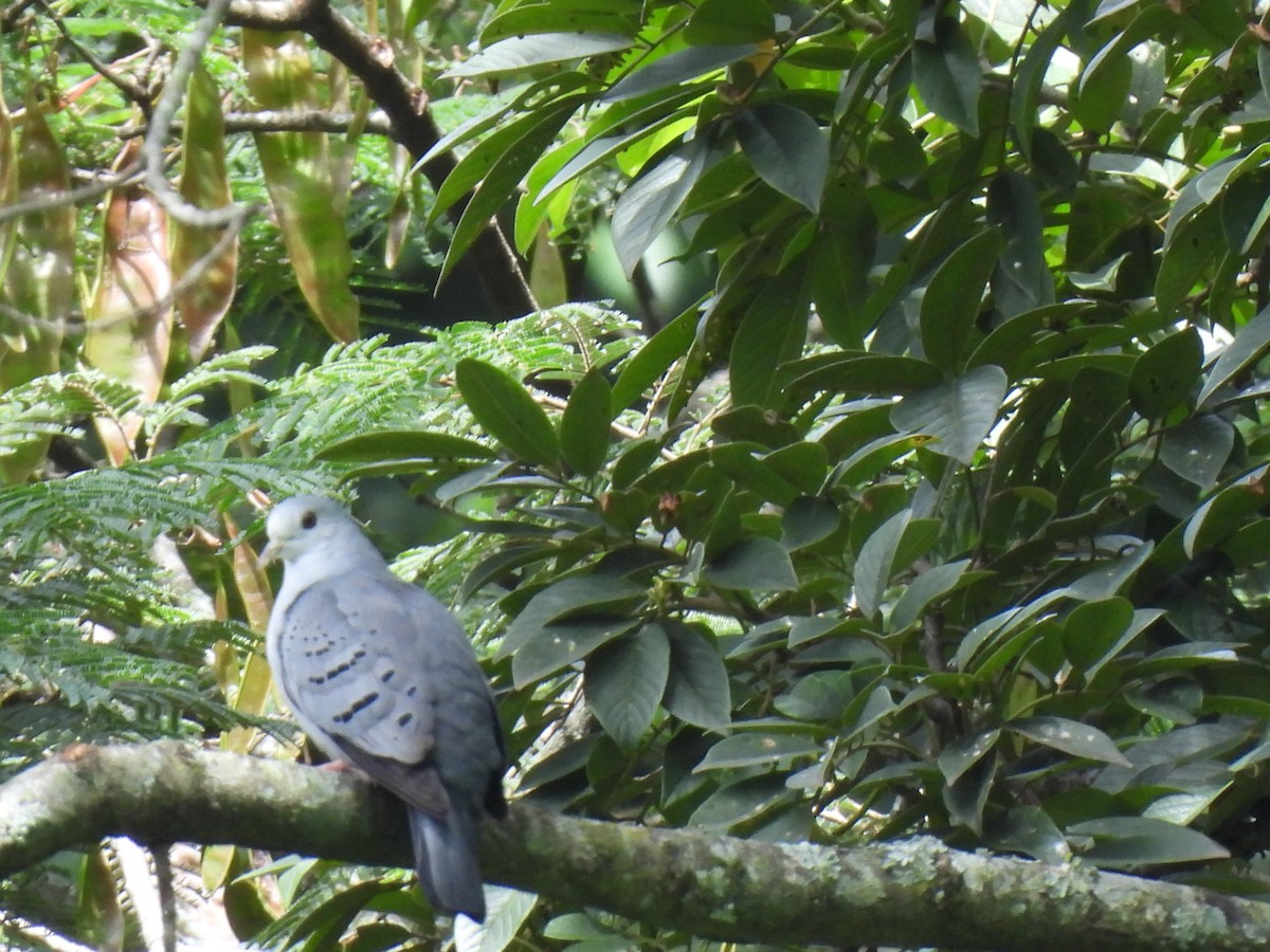 Blue Ground Dove - ML602511031