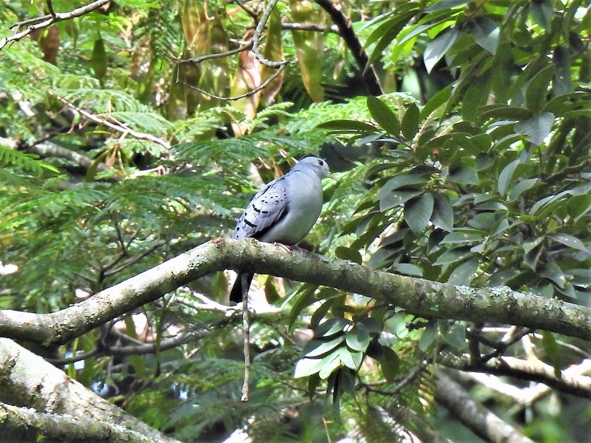 Blue Ground Dove - María Eugenia Paredes Sánchez