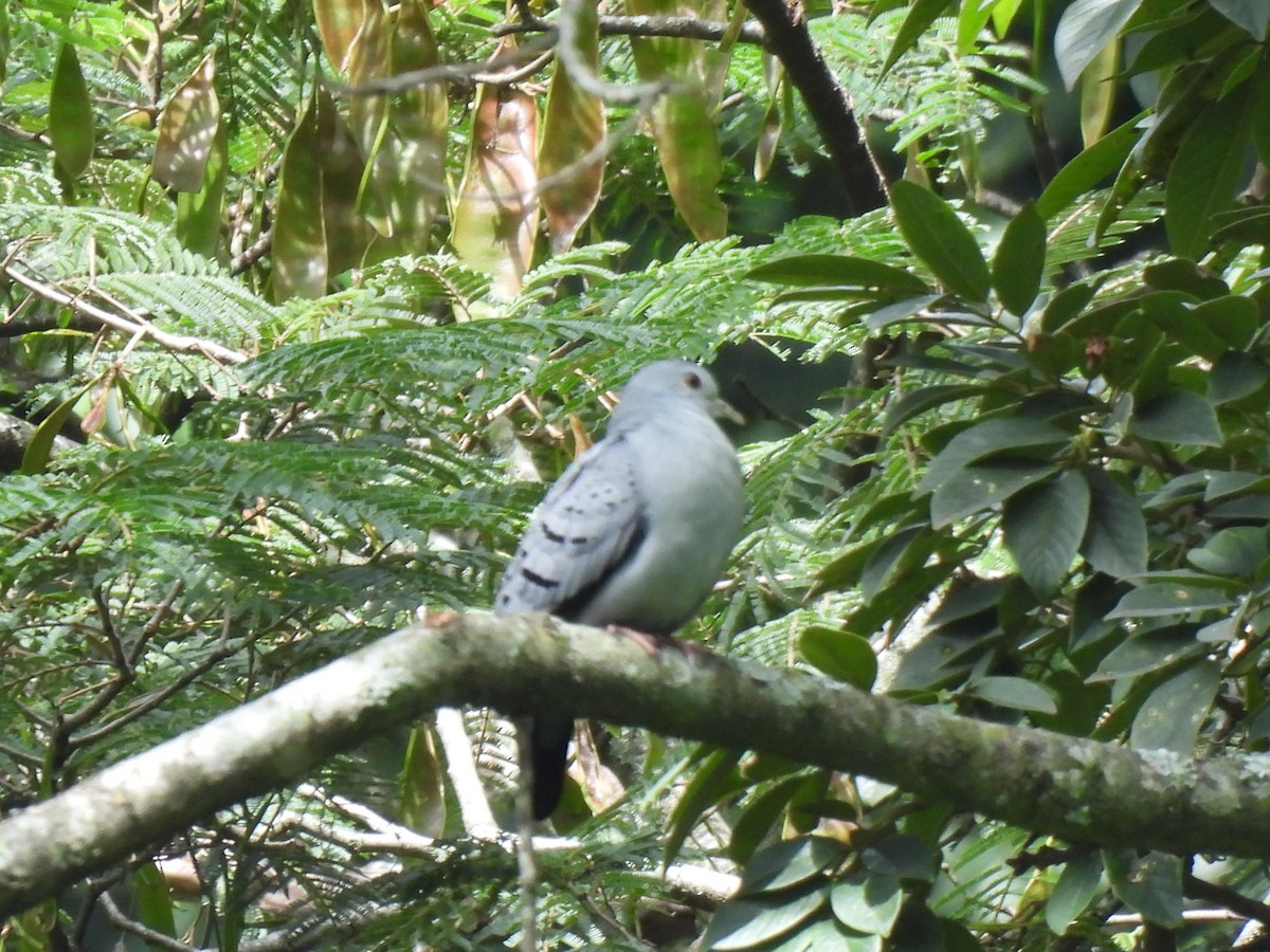 Blue Ground Dove - ML602511061