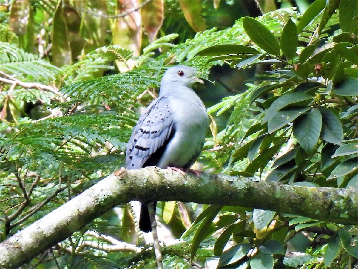 Blue Ground Dove - ML602511251