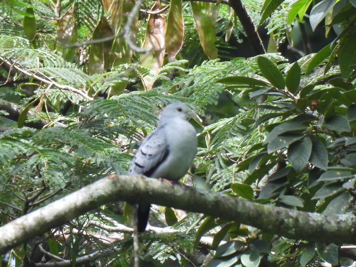 Blue Ground Dove - María Eugenia Paredes Sánchez