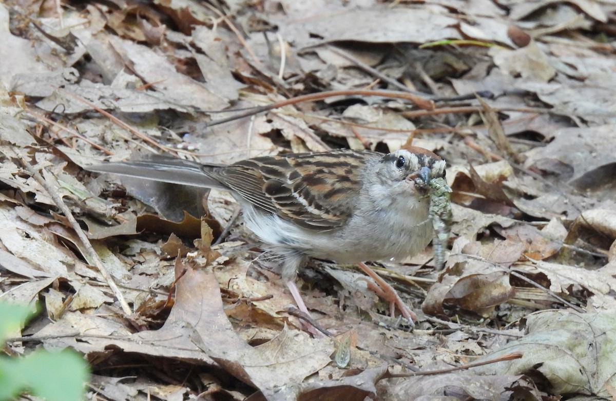 Chipping Sparrow - ML602511661