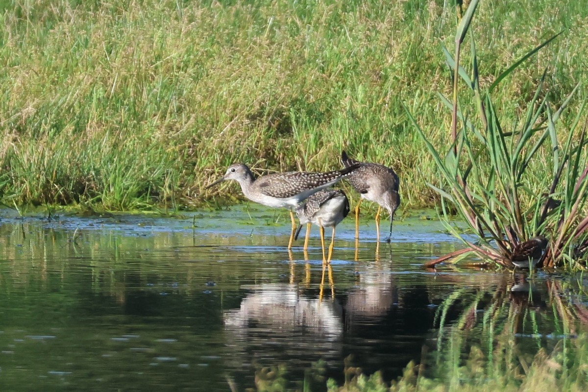 Lesser Yellowlegs - ML602512491