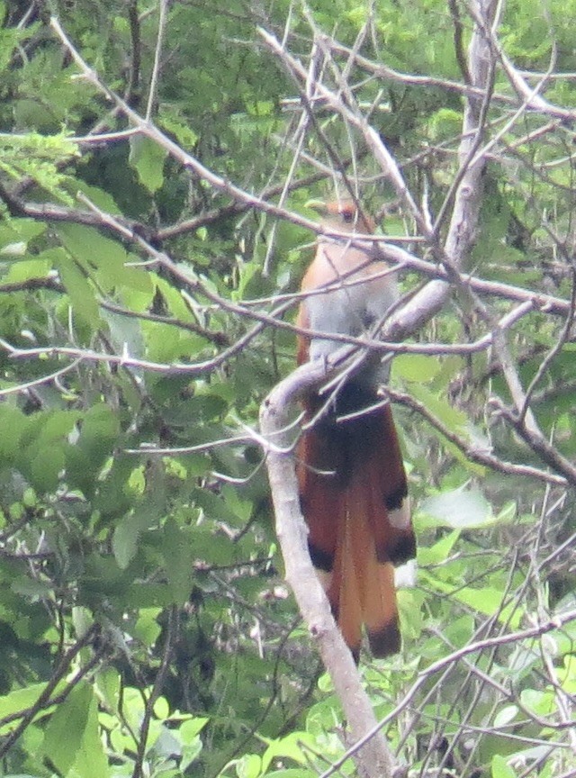 Squirrel Cuckoo - Cheshta Buckley