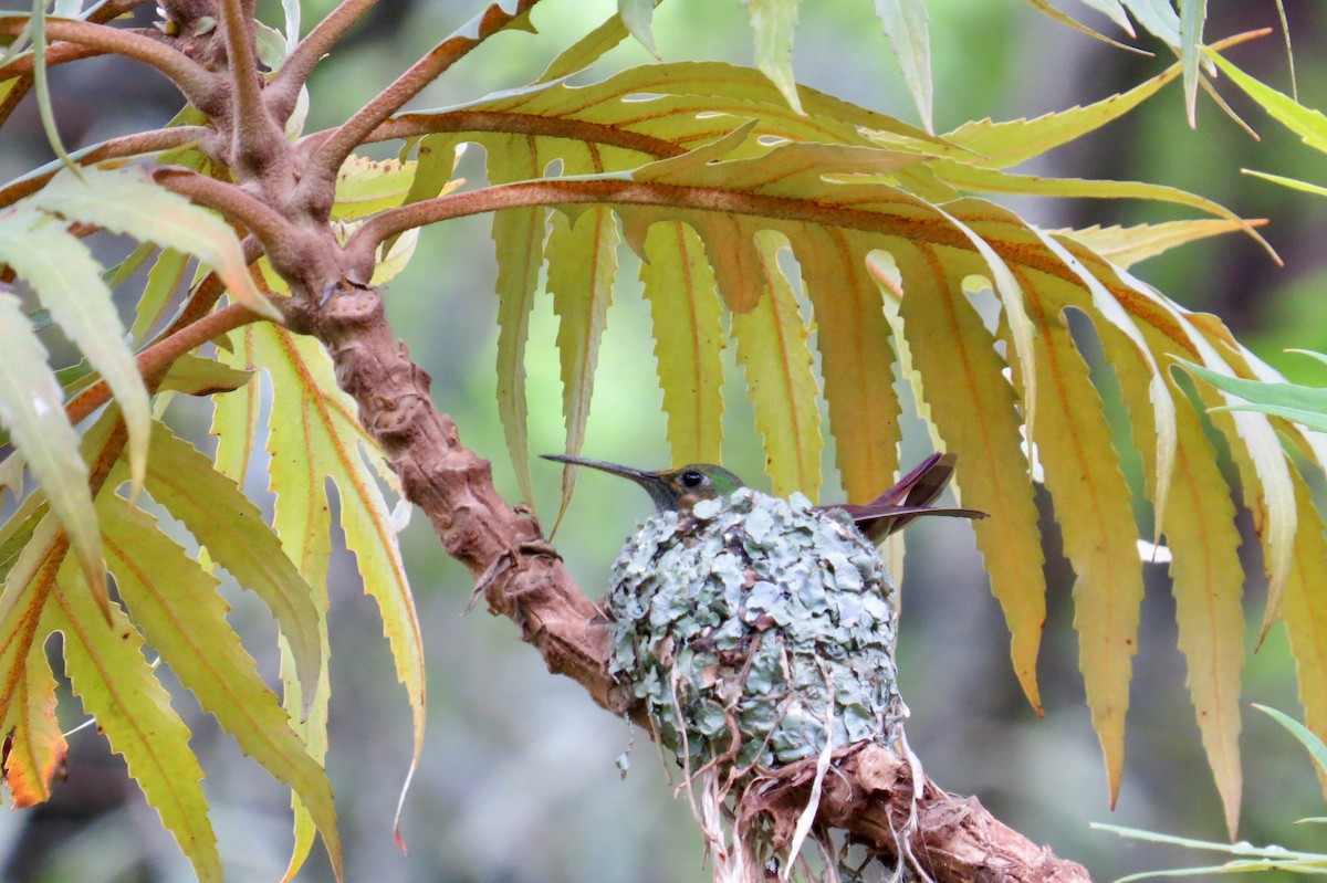 Berylline Hummingbird - Cheshta Buckley