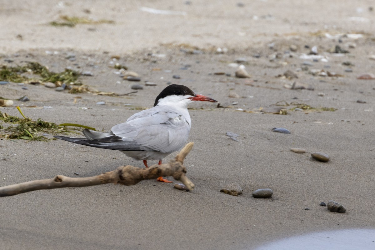 Common Tern - Ric mcarthur