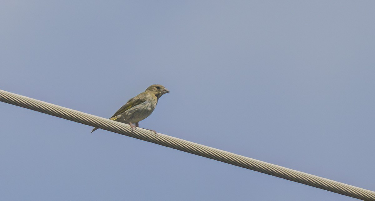 European Greenfinch - ML602513531