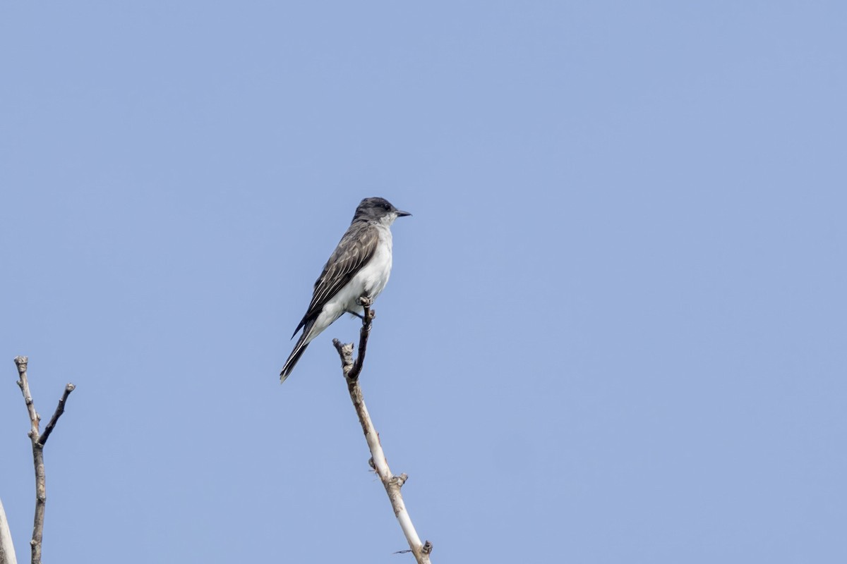 Eastern Kingbird - ML602513731