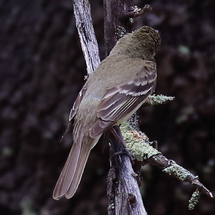 Western Flycatcher - Douglas Faulder