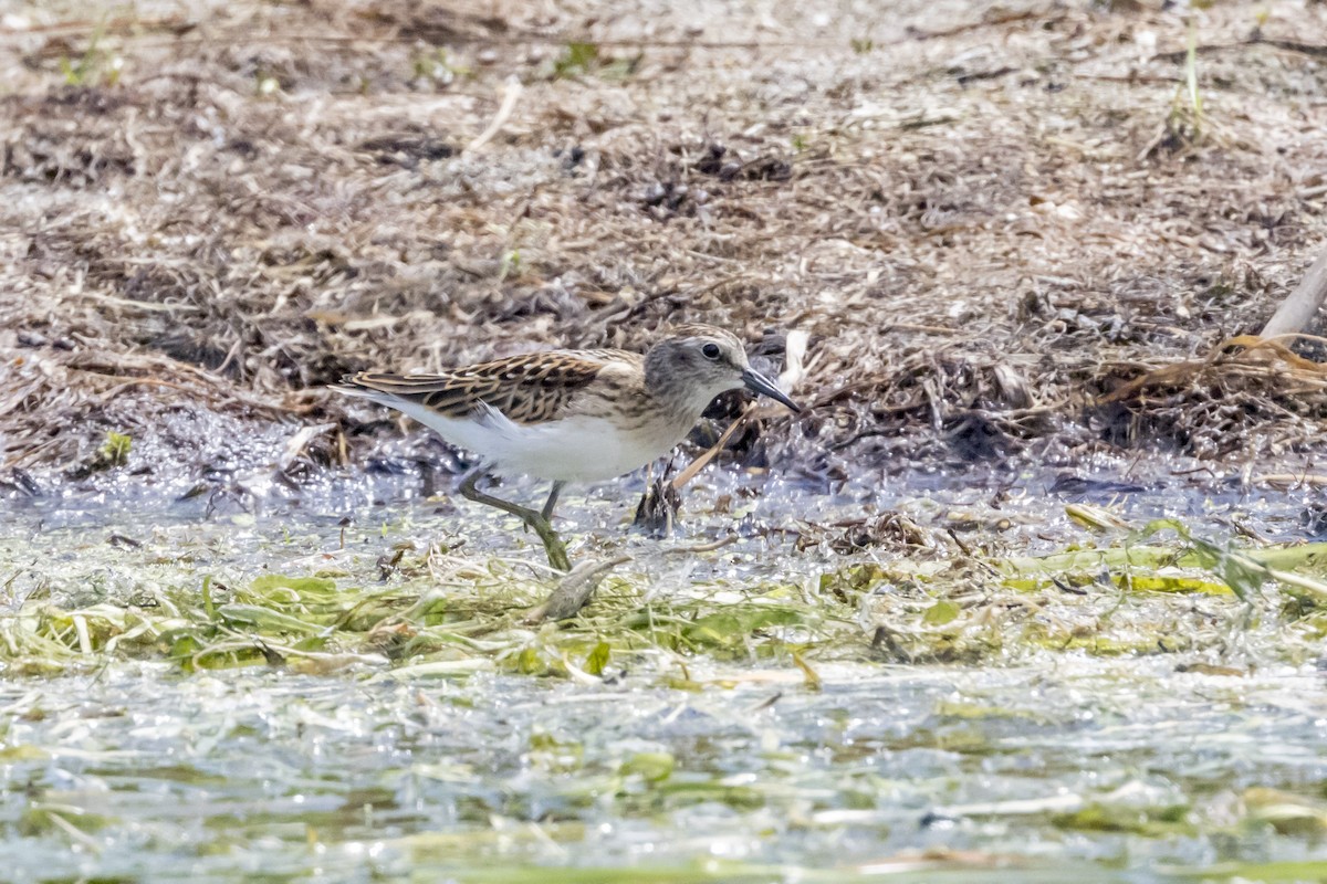 Least Sandpiper - ML602514121