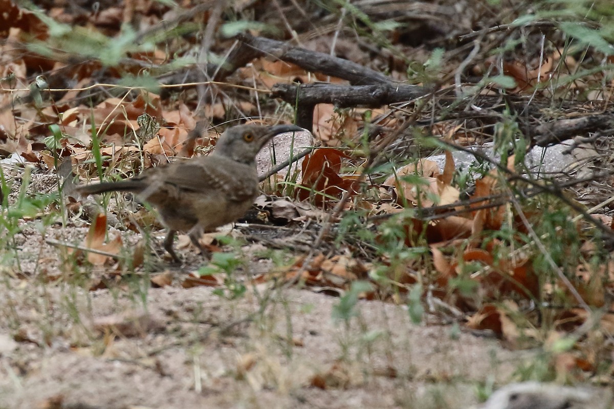 Curve-billed Thrasher - Douglas Faulder