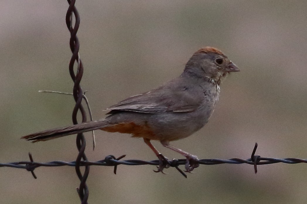 Canyon Towhee - Douglas Faulder