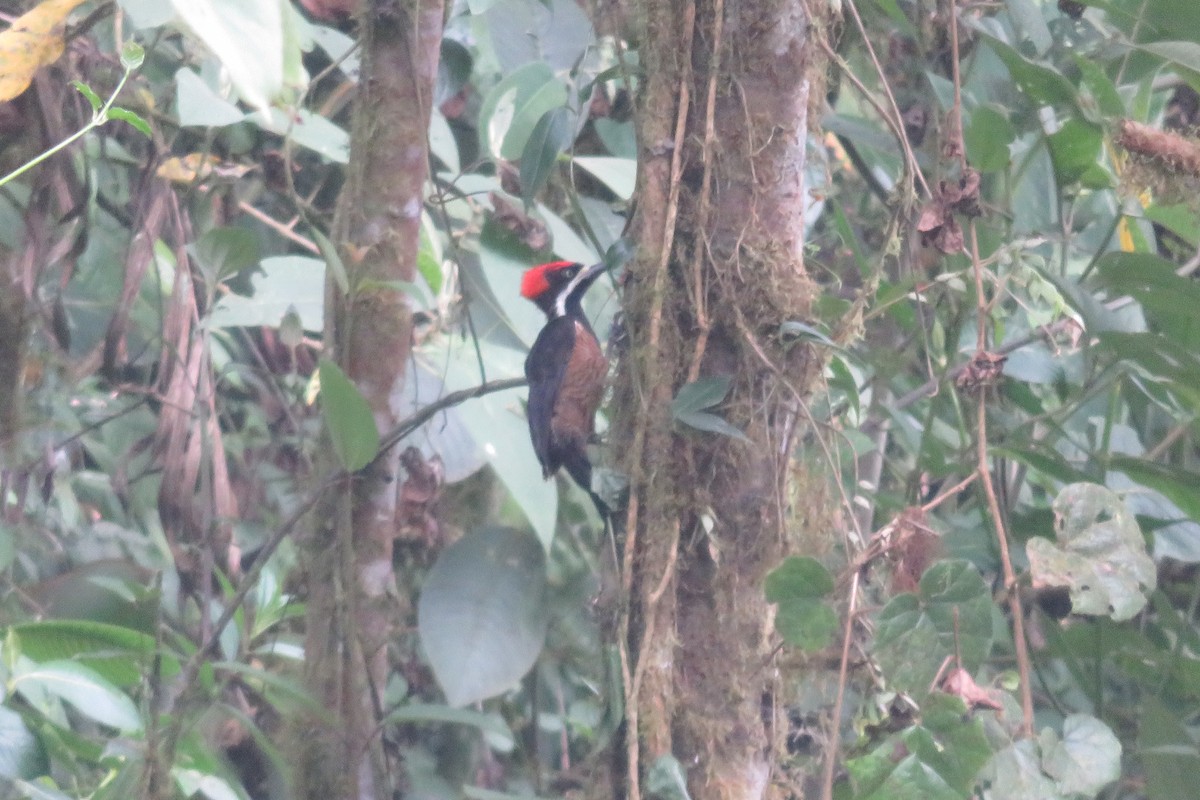 Powerful Woodpecker - ML602514721