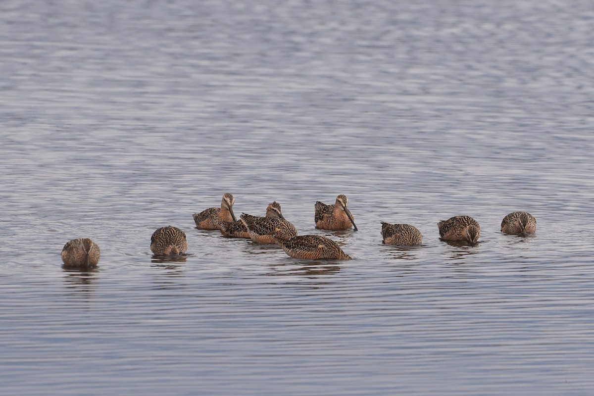 Long-billed Dowitcher - ML602514831