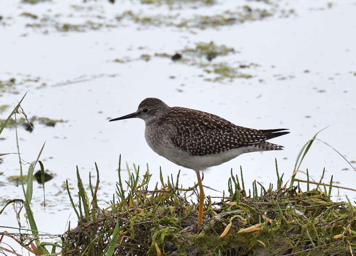 Lesser Yellowlegs - ML602515091