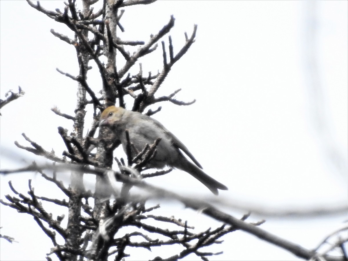 Pine Grosbeak - ML602517701