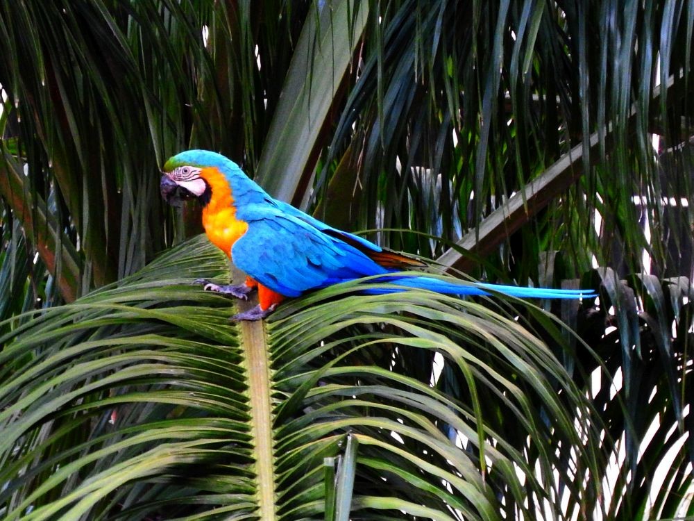 Blue-and-yellow Macaw - ML602517841