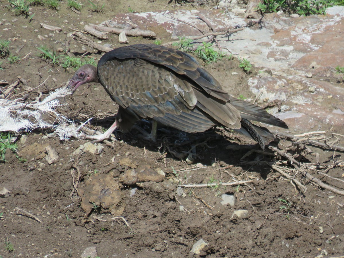 Turkey Vulture - Tanya Lapierre