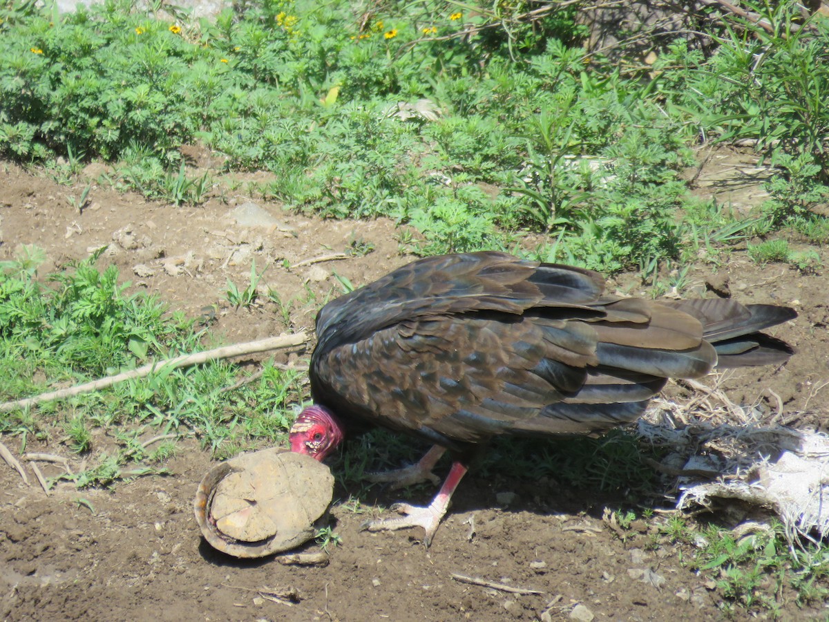 Turkey Vulture - ML602518541