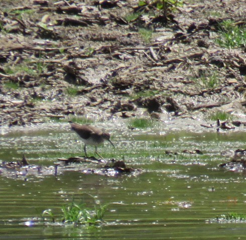 Solitary Sandpiper - ML602518731